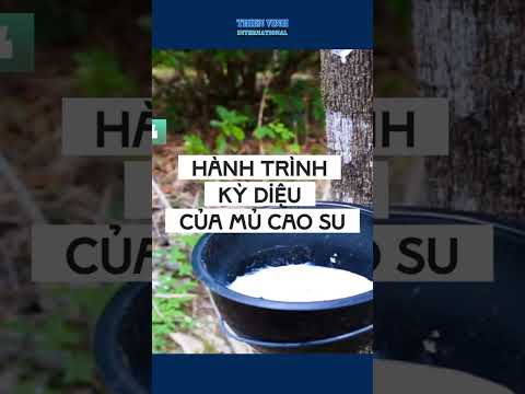 HÀNH TRÌNH KỲ DIỆU CỦA MỦ CAO SU