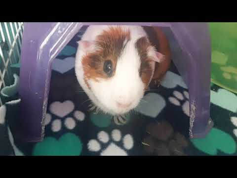 The same thing we do every night Artemis.....TRY TO TAKE OVER THE WORLD!!!