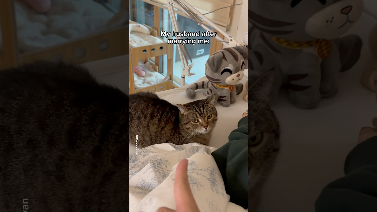 My life as a husband and a cat dad..😮‍💨 #shorts #cat #funny