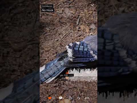 Dotti bands no hook!