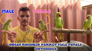 How to find Ringneck Parrot Male or Female Difference? | PBI Official