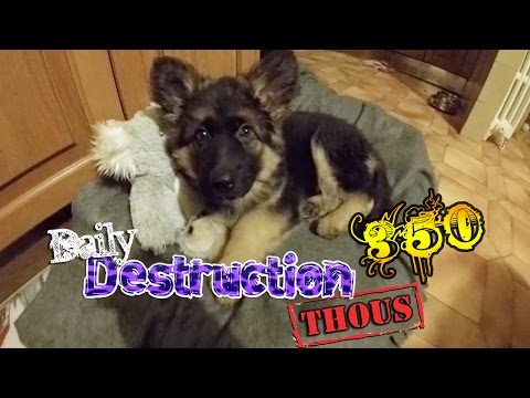 Daily Destruction Thous 350 - Nueva Perrita! Realidad Virtual y Nueva Habitación!