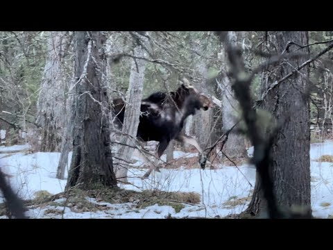 Season-1 Winter Camping In The Rockies /// Episode-5 This And That