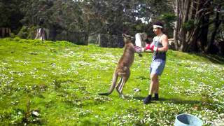 Man VS Kangaroo ROUND 2