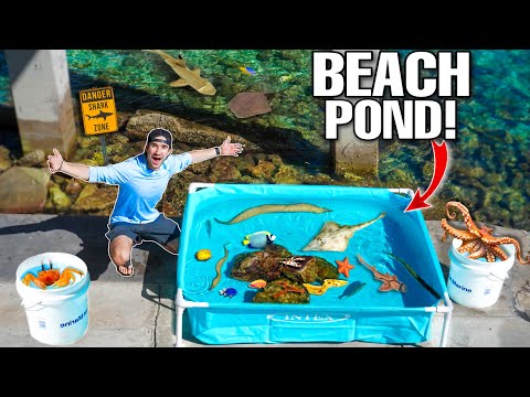 Salzwasserteich mit Gezeitenbecken und Meereslebewesen, die in Strandfelsen gefunden wurden!