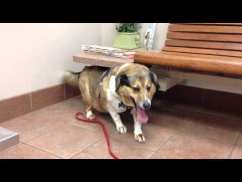 YouTube video about: Why does my dog hyperventilate?