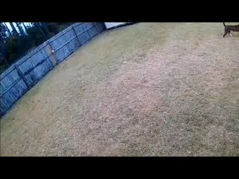 Owen jumps like a cat