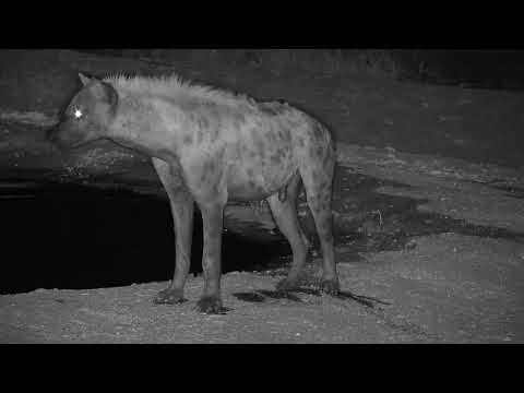 Djuma: Lone Hyena gets a quick sip and dip - 23:03 - 11/10/19