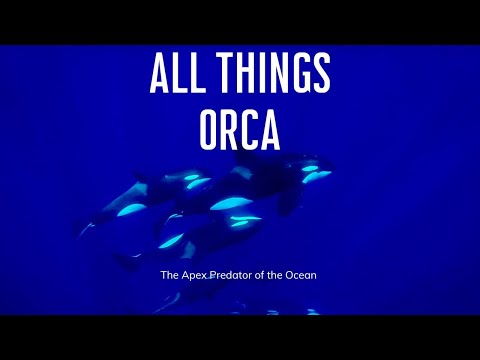 All Things Orca: Mind-Blowing Secrets of the Ocean’s Ultimate Apex Predator