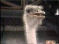Jack Hanna Collection On Letterman Part 3 Of 11 1989 1993