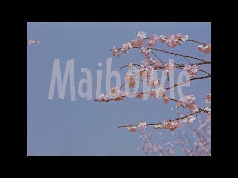 Maibowle - DEFA-Trailer