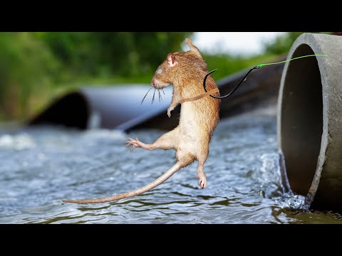 These Fish Went CRAZY For My RAT Bait!