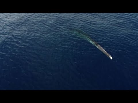 La balena senza coda in agonia nel Mediterraneo, la denuncia WWF