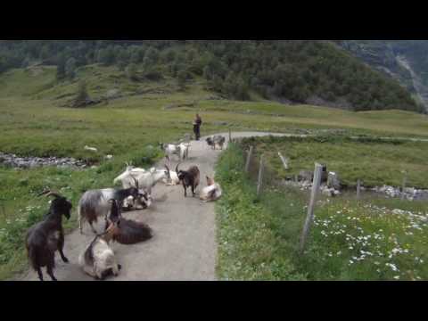 Rallarvegen/Flåmsbanen norways most popular bicycle route