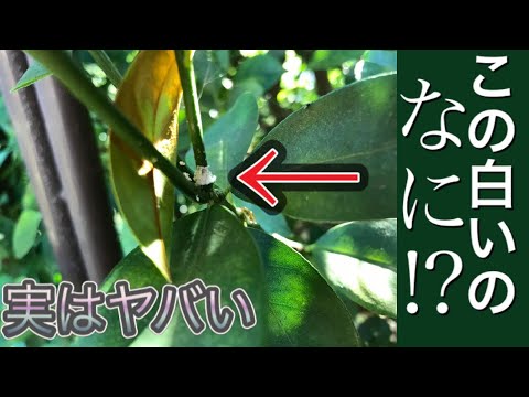 堆肥の中に大きな白い虫がいるのはなぜですか?ケトインかコガネムシの幼虫?  庭園