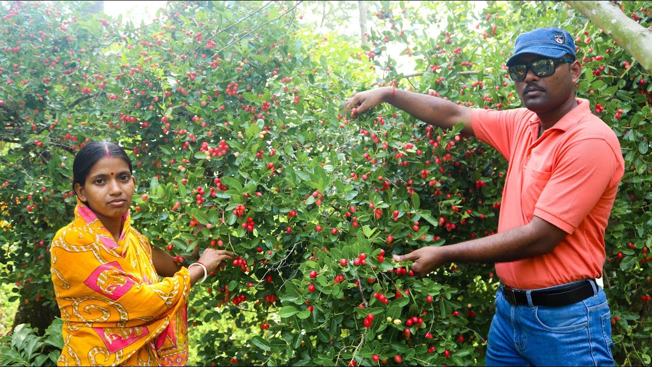 Village Food Hindi - Karonda Fruit Harvesting in India - Garden Tour in Hindi - Karanda Harvesing