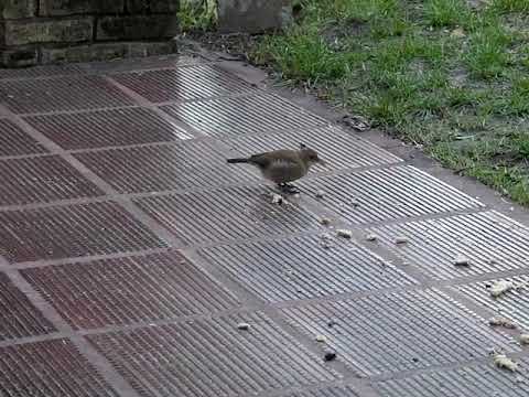 Hornero 1M2011 Parque del Plata