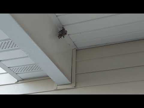 Eliminating the Yellow Jacket Nest Before It Gets Bigger in South Plainfield, NJ