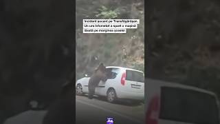Incident șocant pe Transfăgărășan. Un urs înfometat a spart o mașină lăsată pe marginea șoselei