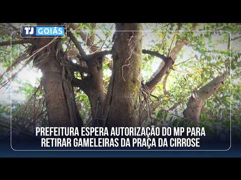 PREFEITURA ESPERA AUTORIZAÇÃO DO MP PARA RETIRAR GAMELEIRAS DA PRAÇA DA CIRROSE