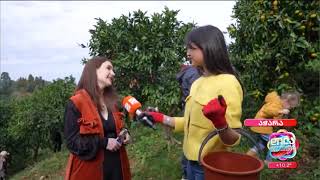 აჭარა-ნარინჯისფერი რთველი - ციტრუსის სკრეფის სეზონი