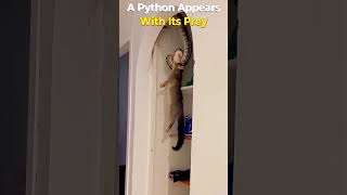 A Python Appears With Its Prey