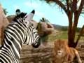 Very Brave Zebra