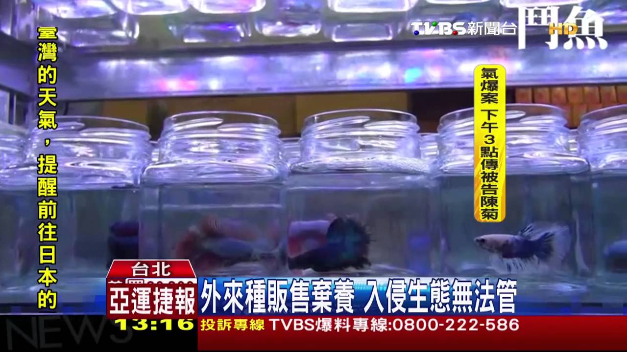 網拍賣蛇「郵寄到府」 角蛙克難窩布丁杯