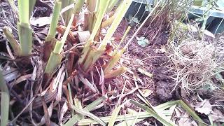 ダルマガエル観察ライブ20250721