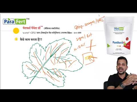 Powder parafert panthera bf, packaging size: 250 g