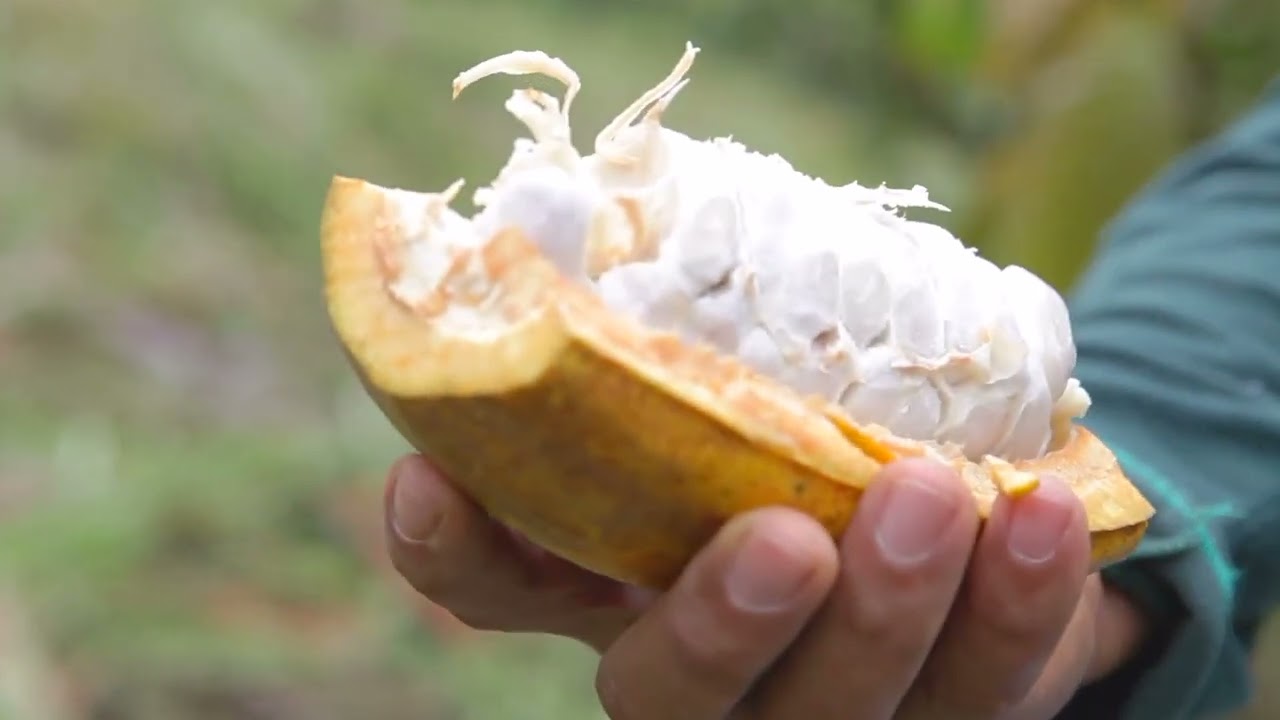 Youth Culture Corner - Cacao as Living Heritage