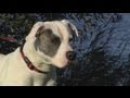 Een huis vol honden - De honden uit afl. 3