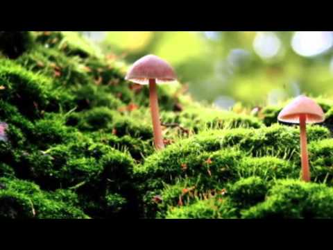 Listen to: Read the Bible in a Year, Day 176 (Psalm 119)