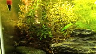 Pygmy Corydoras Schooling in my 10 Gallon tank