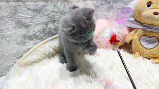 ブリティッシュショートヘアの動画01