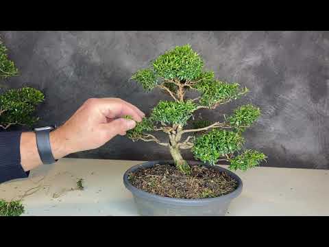 Myrtle bonsai design with small obstacles. It's really fun to be creative.