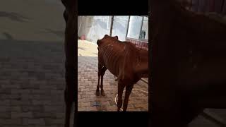 Download lagu Chanel's Arrival #horse #horserescue #animalwelfare #saveanimals mp3 Download lagu Chanel's Arrival #horse #horserescue #animalwelfare #saveanimals mp3