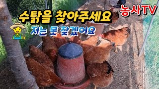 우리집 수탉이 매력이 없어서 유정란 못먹고 있어요. 나머지 수탉은 못찾겠어요. 어디있지?수탉구별방법(농사TV…