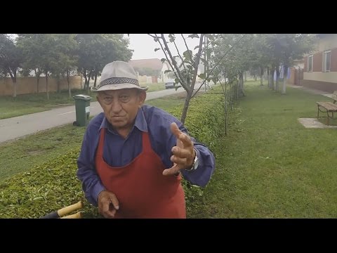 Satul care miroase ca în cocina - Cenei judetul Timis