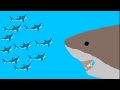 10 Great white sharks vs 1 Megalodon