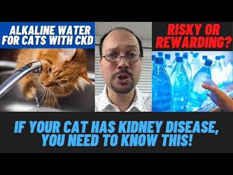 Can Cats Drink Alkaline Water? Is Alkaline Good For Cats With Chronic Kidney Disease?