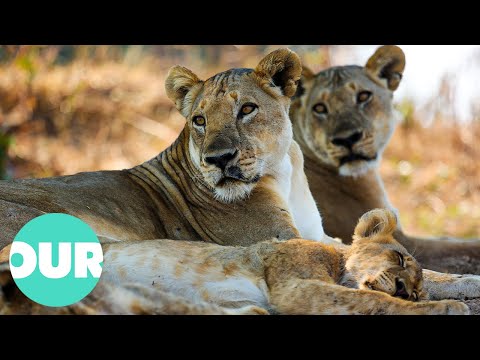 The Incredible Lives of Two Lion Prides in Zambia | Our World