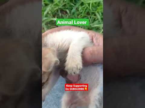 Animal Lover || Cat baby 🐈|| SUKANTG21 || KEEP SUPPORTING ❤