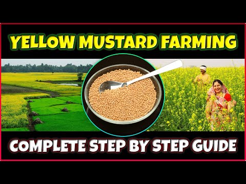 Yellow Mustard Farming Made Easy: The Complete Cultivation Guide