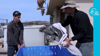 חילוץ דרמטי של צב רך שנלכד במתקני תחנת הכוח בחיפה