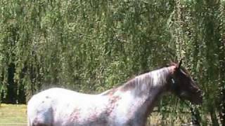 Appaloosa/Spotted Saddle Horse For Sale