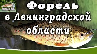 Самые рыбные места в ленинградской области