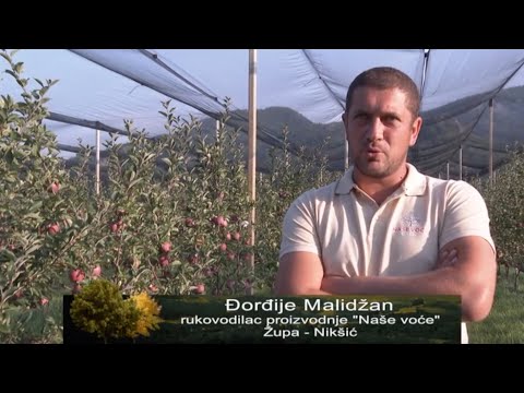 NAJSAVREMENIJA PLANTAZA OD  70 000 JABUKA -NASE VOCE NIKSIC