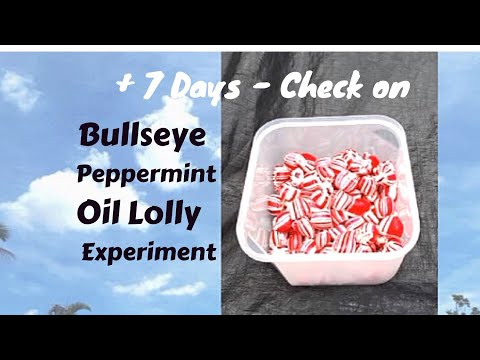 + 7 Days - Check on Bullseye Peppermint Oil Lolly Experiment   #TEKtheSeriousHobbyistBeek