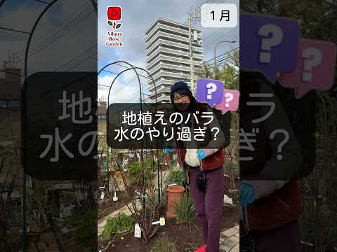 ディプラデニアにいつ水をやるのですか？文化、アドバイス、手法  庭園